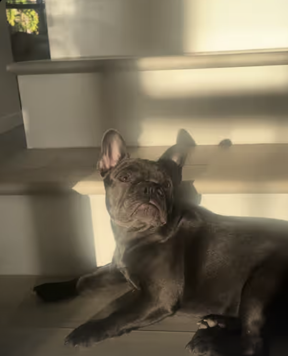 Frenchie Yoda - i love sunbathing!